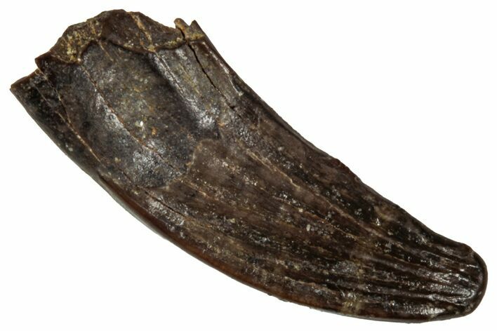 Fossil Raptor (Paronychodon?) Tooth - Montana #341066